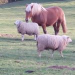 3 de nos amis les animaux